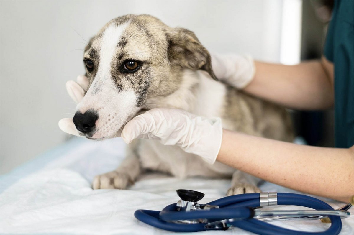 Chien tenu par une vétérinaire